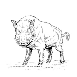 Metzger Wild Hog – Wein Etikett Illustration