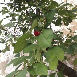Natur 2012