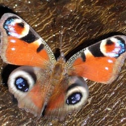 Eyes of the Butterfly