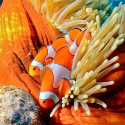 Underwater – Macro Photography
