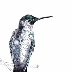 Eisvogel