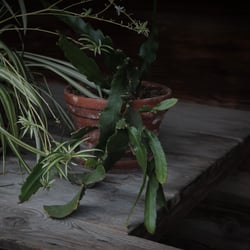 Pflanzen