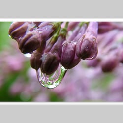 Makrofotografie