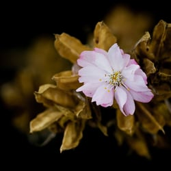 Blüte