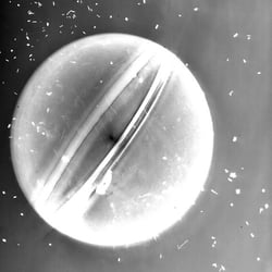 PHOTOGRAMS II