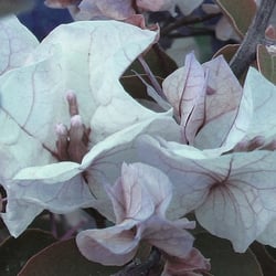 Bougainvilla