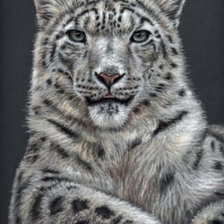 Schneeleopard, Pastell