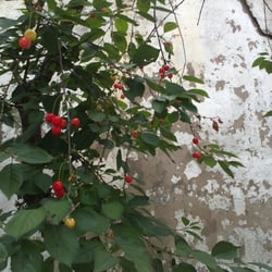 Kirschbaum 17