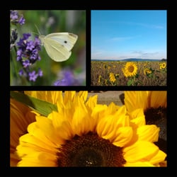 Sommer