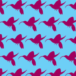 kolibri