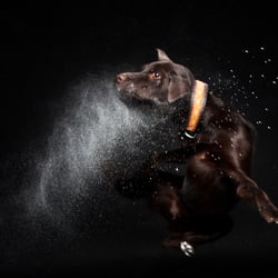 Australian Kelpie