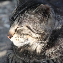 Cat Juli 2014 © by Dina.T