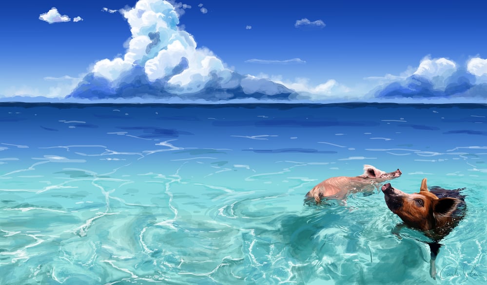 swimming pigs