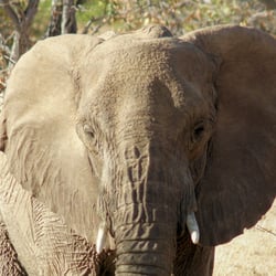 Pirschfahrt in Namibia