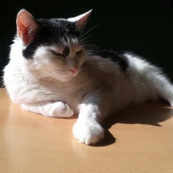 Bastet
