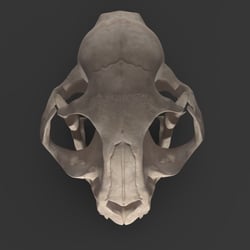 catSkull.42