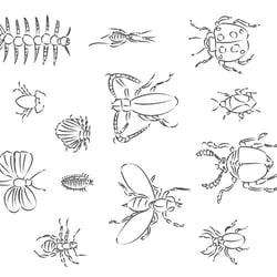 Insekten, Entwürfe