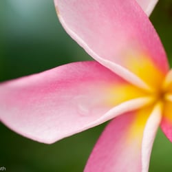 Blumenbild (45 von 60)