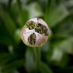 Lauchblüte