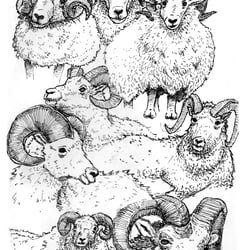 Widder 2