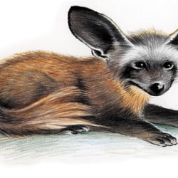 Löffelhund