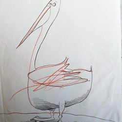 Pelikan