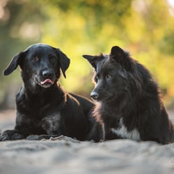 Tierfotografie StephanieBaer  0013