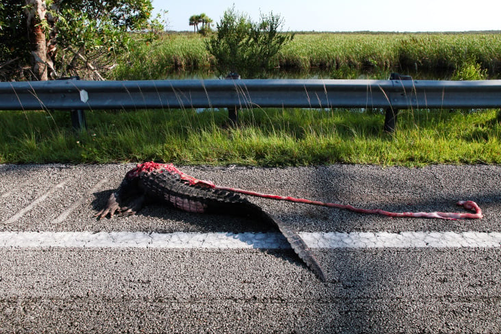 04.09.2012 „It has been his home.“ Tamiami Trail, Florida, USA