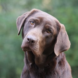 labby bonnie 2