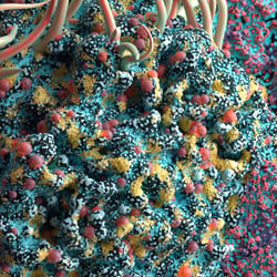 Cofloral I. – Detail