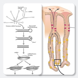Funktionsdarstellungen, Infografik, Raabe Verlags-GmbH
