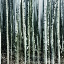 Holland, Arcen 2008