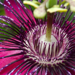 Passionsblume