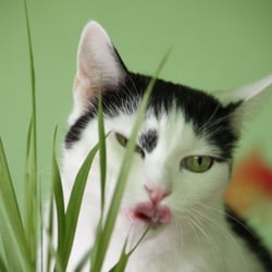 Bastet the Cat 2012 Teil 04