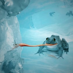 Ice Frog