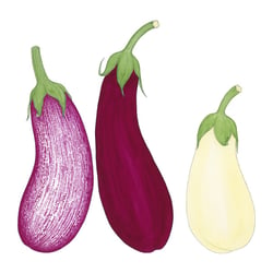 Aubergine