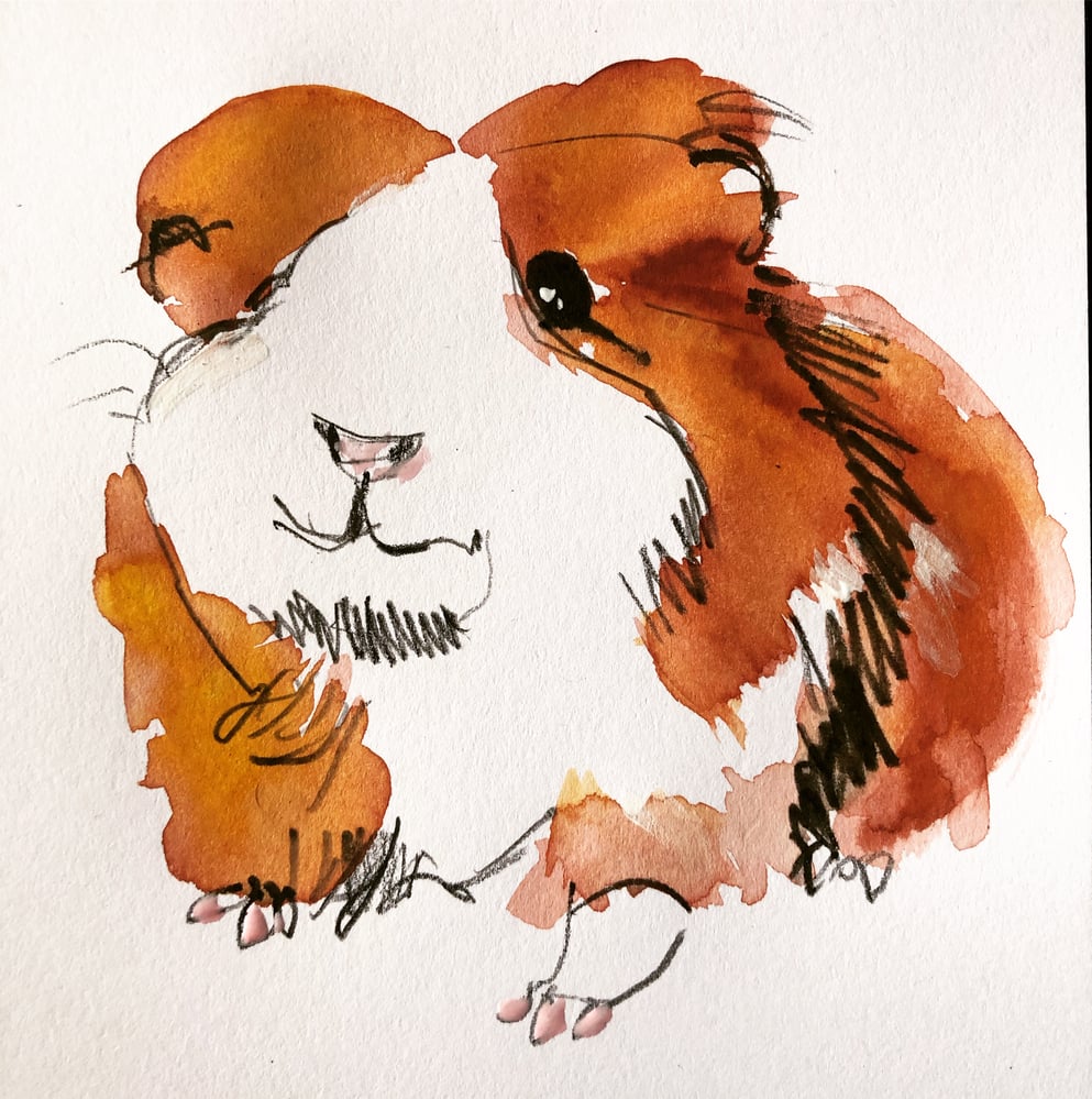 Meerschweinchen