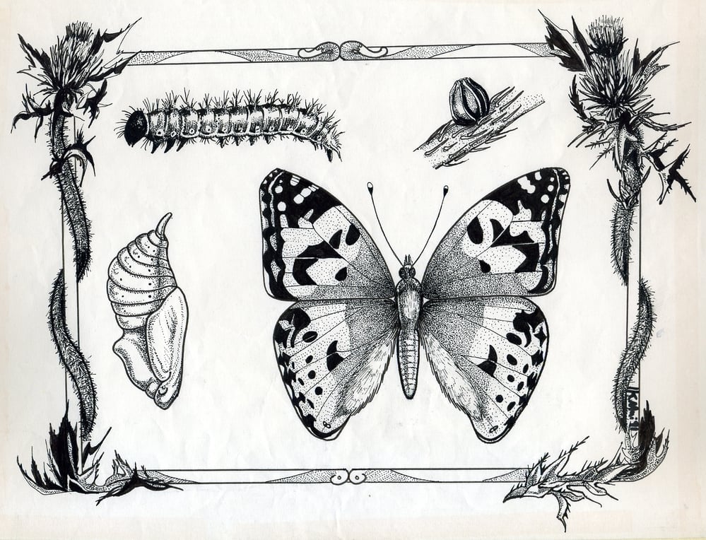 Distelfalter