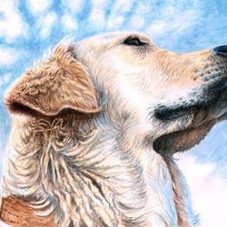Golden Retriever Porträt, Aquarell