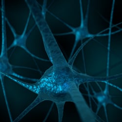 Brain Neurons