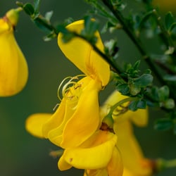 Ginsterblüte