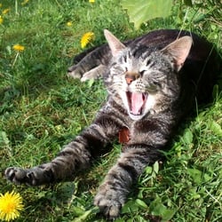 Tired Cat 1