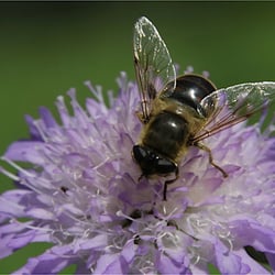 Schwebfliege