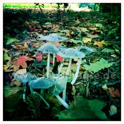 Herbst – Pilze am Wegesrand