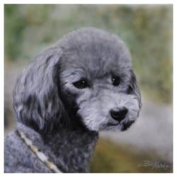 Airbrush Hundeportrait, Auftragsarbeit