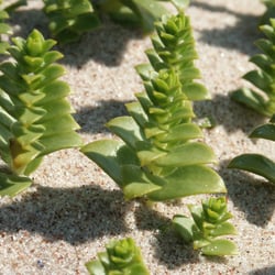 Pflnaze am Strand