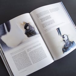 Inhaltsdoppelseite „Das Leben der Pinguine“