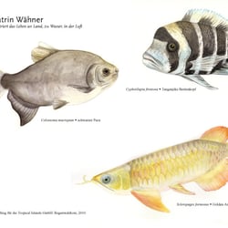 Fische der Mangrove, Tropicals Islands Management GmbH, 2010
