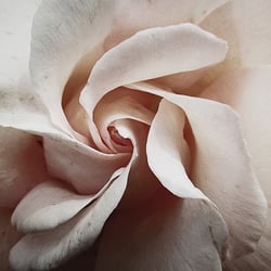 auch Rosen haben Sommersprossen