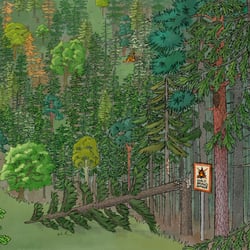 Klimawandelauswirkungen auf den Wald und Schutzmaßnahmen (Schwarzwald)